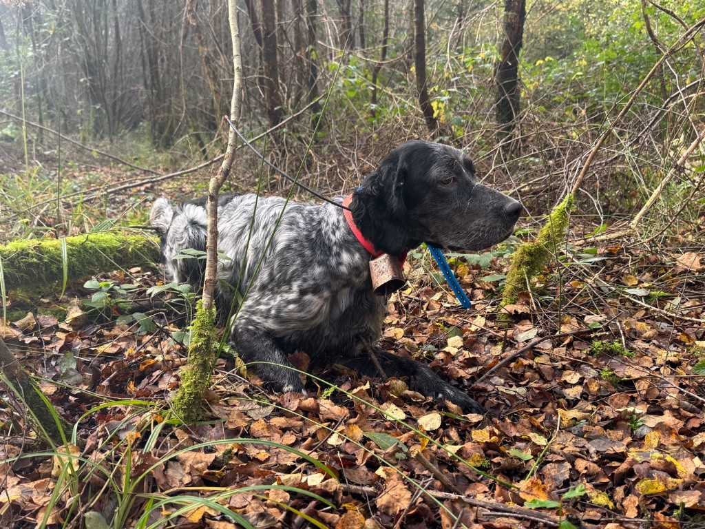 TR. Snipe De Roch Kirio