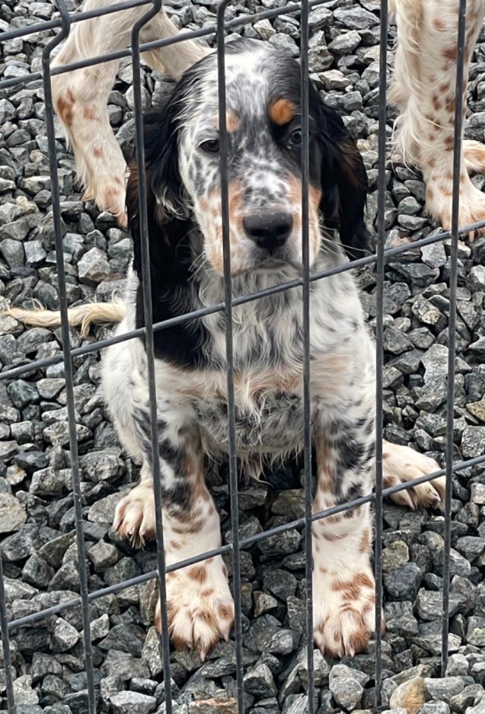 De Roch Kirio - Chiots disponibles - Setter Anglais