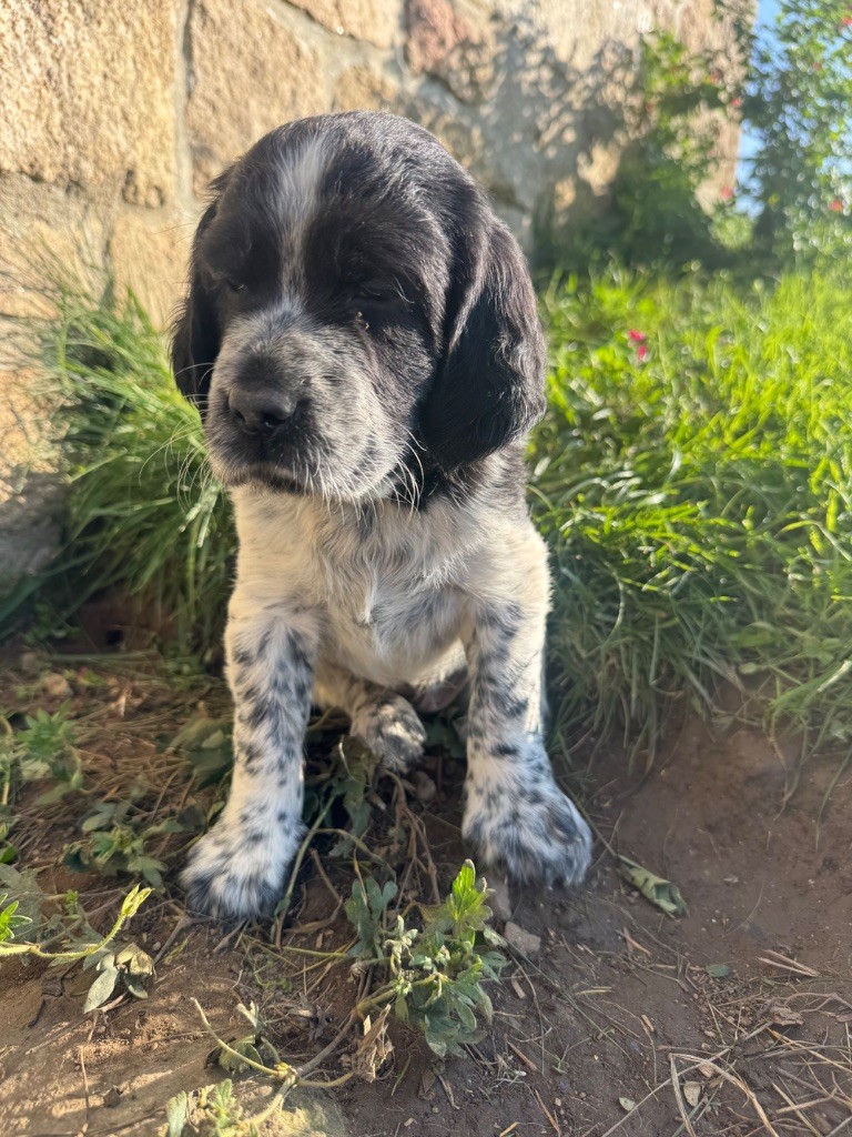 De Roch Kirio - Chiots disponibles - Setter Anglais