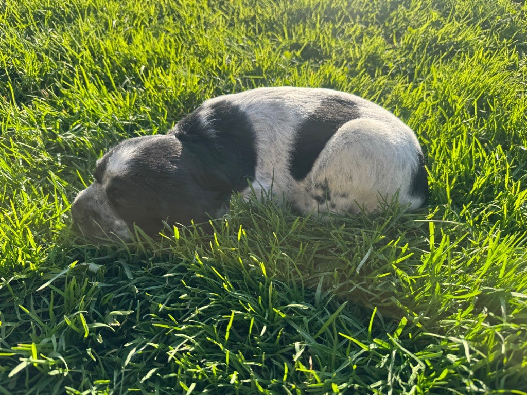 De Roch Kirio - Chiots disponibles - Setter Anglais