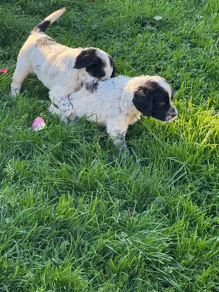 De Roch Kirio - Chiots disponibles - Setter Anglais