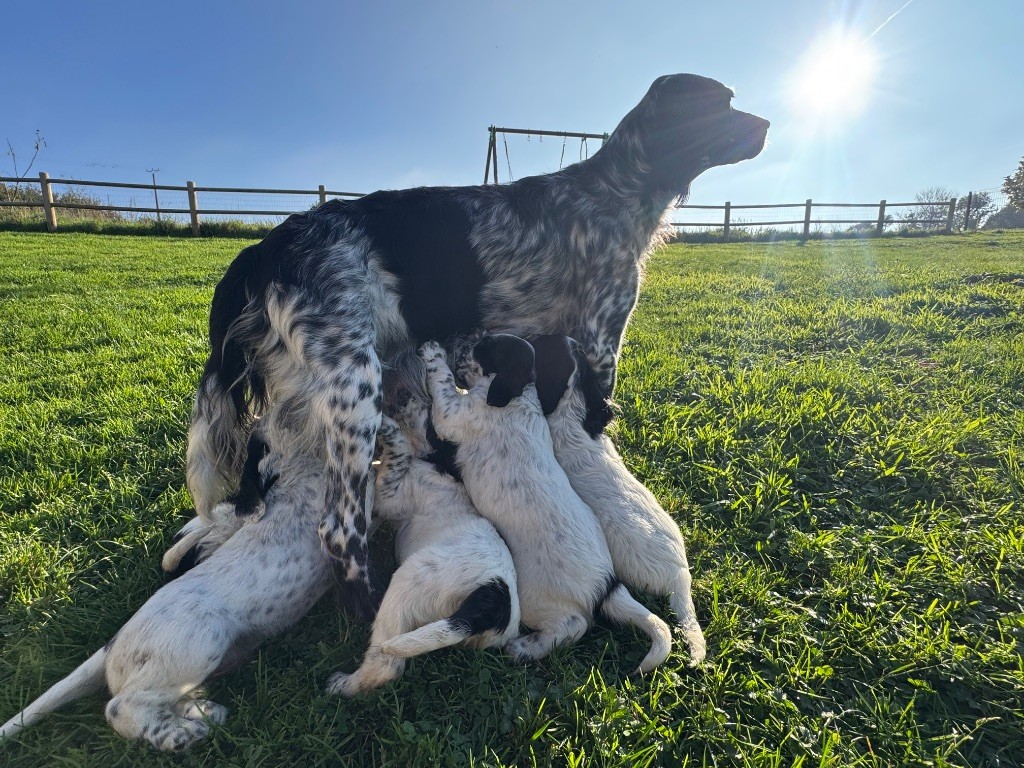 De Roch Kirio - Chiots disponibles - Setter Anglais