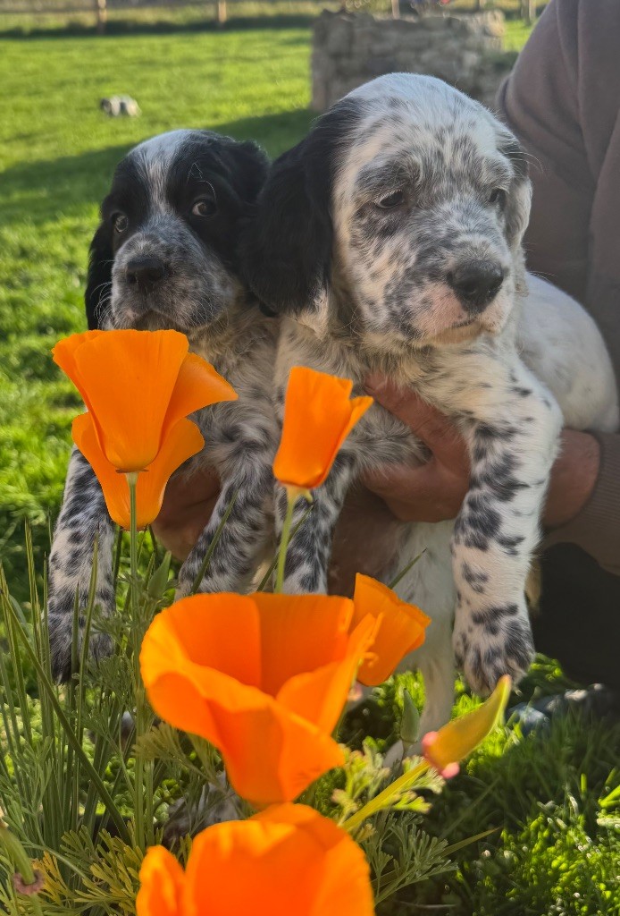 De Roch Kirio - Chiots disponibles - Setter Anglais